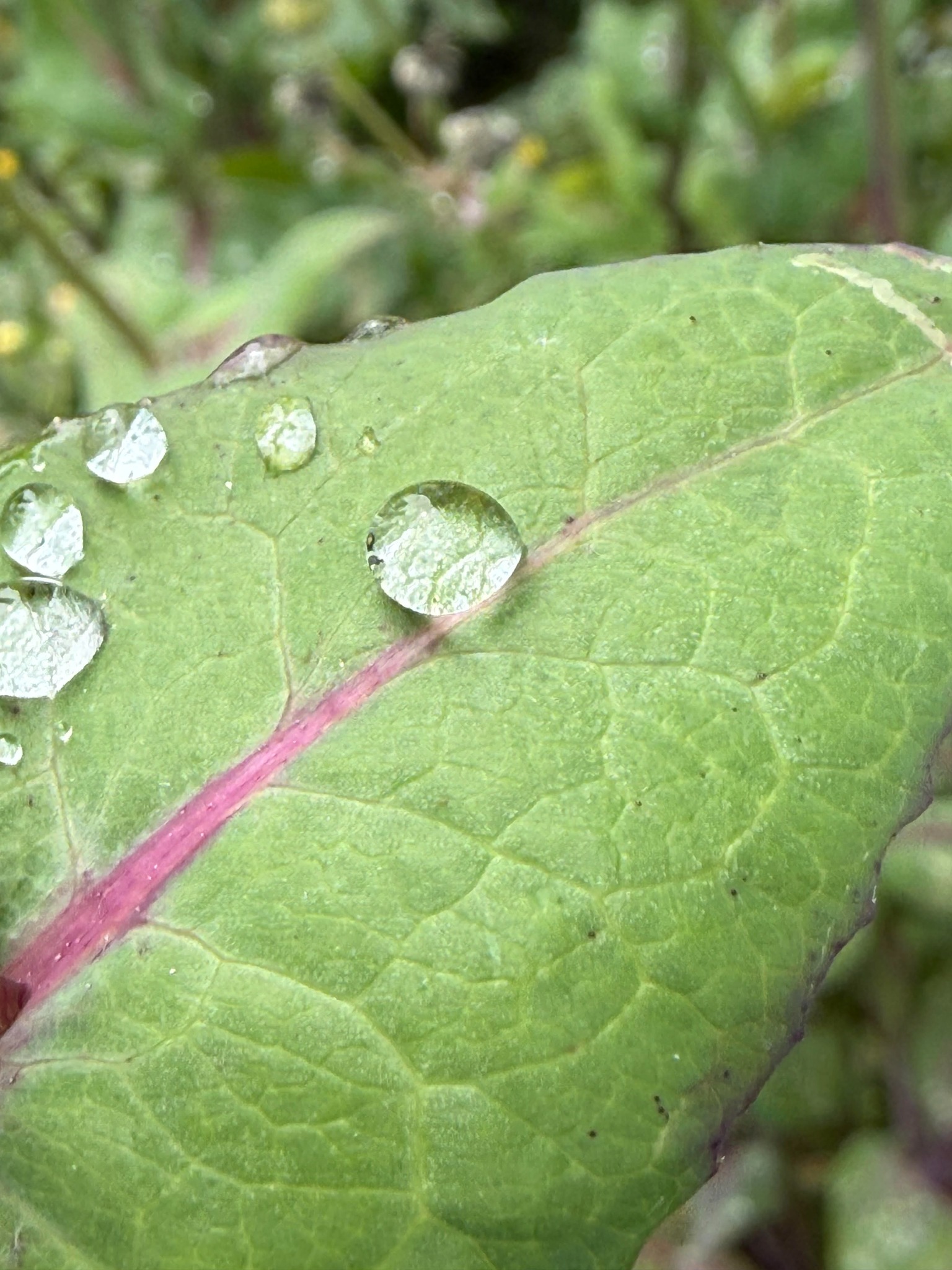 A clear raindrop balanced on the curved surface of a green leaf.