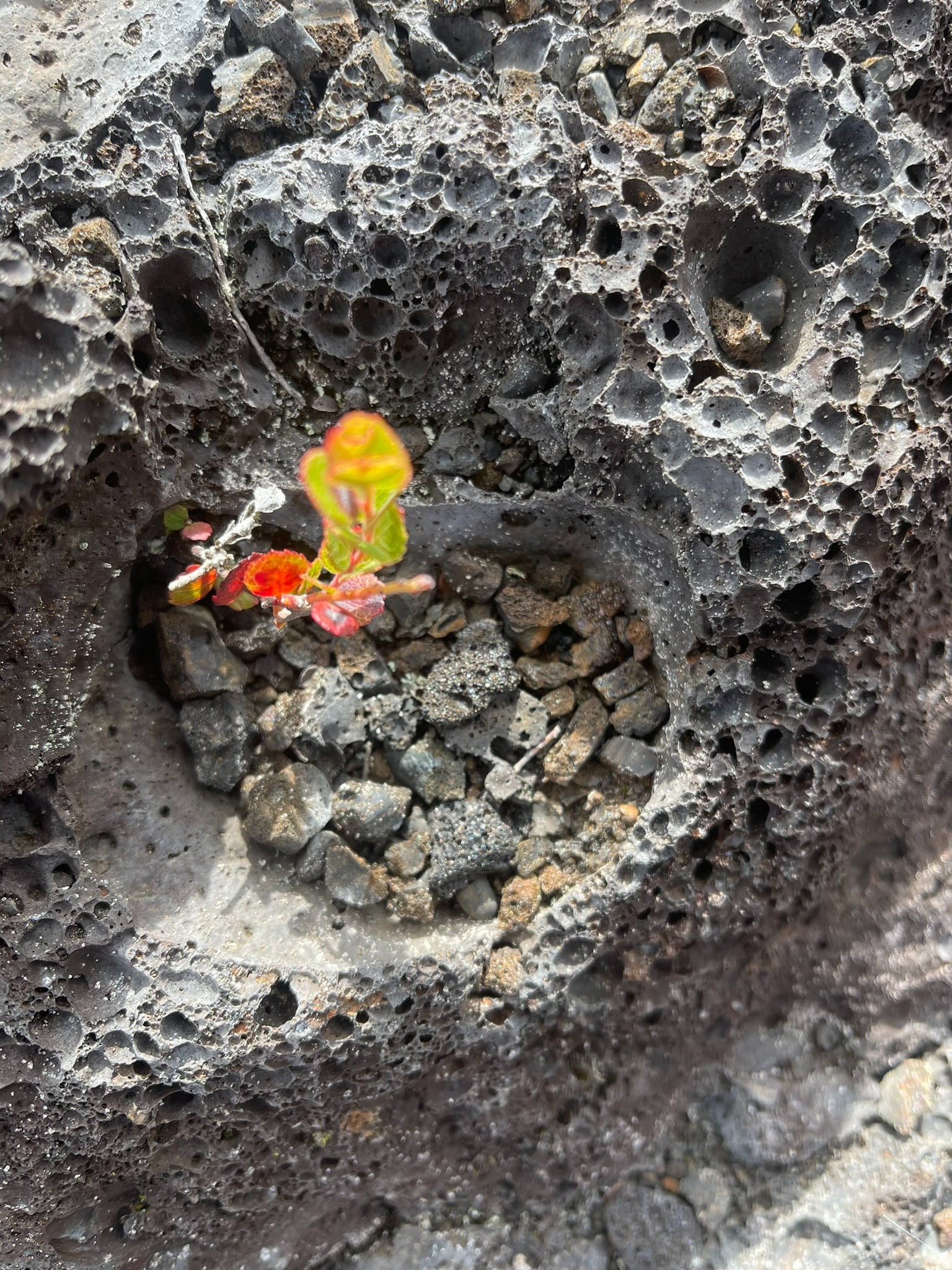 A small red and green plant emerging from a hollow in hardened black lava.