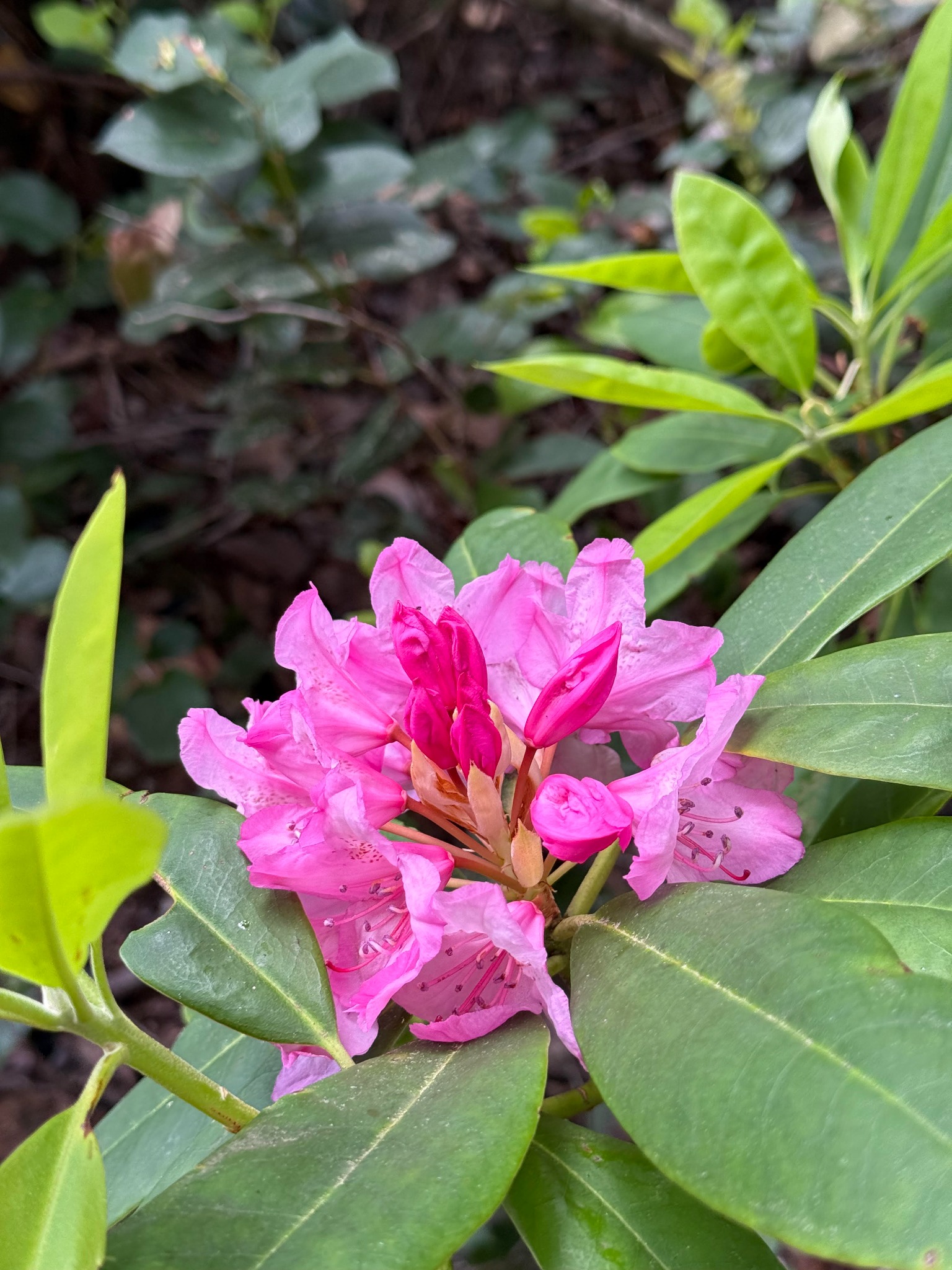 A vivid pink rhododendron bloom surrounded by glossy green leaves.