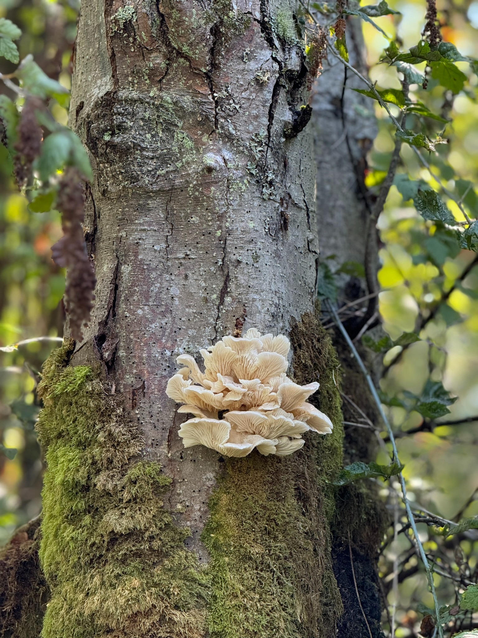 A cluster of pale mushrooms growing from a moss-covered tree trunk.